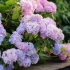 Hydrangea - glavni principi rasta