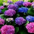 Hydrangea ili japanska ruža