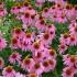 Echinacea purple - koristan ružičasti biser vrta