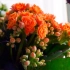 Kakva se briga zahtijeva cvjetanjem kalanchoe kod kuće