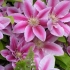 Clematis jacquman