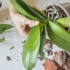 Phalaenopsis transplantacija kod kuće -korak -by -step uputa