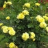 Rosa floribunda freesia - sunčana kraljica cvjetnog vrta