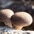 Shiitaka - rastuće japanske gljive kod kuće