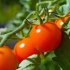 Cherry rajčice: top-5 najboljih sorti za konzerviranje