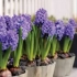 Hyacinth care