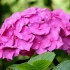 Hydrangea skrb