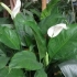 Spathiphyllum care kod kuće