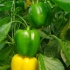 Uzgoj bugarske paprike