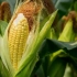 Rast kukuruza u zemlji - otkrivamo tajne visokog usjeva