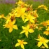 St. John's wort: korisna svojstva biljke